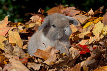 Holland Lop Rabbit juvenile in autumn, Connecticut, USA