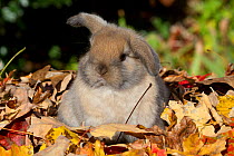 Holland Lop Rabbit juvenile in autumn leaves,  Connecticut, USA