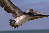 Eastern Brown Pelican (Pelecanus occidentalis) sub-adult, flying over Gulf of Mexico; Pinellas County, Florida, USA, November