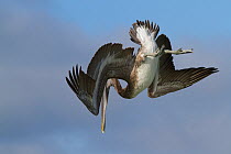 Eastern Brown Pelican (Pelecanus occidentalis) sub-adult, launching into dive, over Gulf of Mexico; Pinellas County, Florida, USA, November