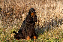 Gordon Setter, adult male, sitting in field. Illinois, USA
