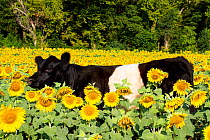 Belted Galloway Cow in sunflowers; Pecatonica, Illinois, USA