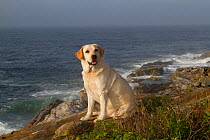 Yellow Labrador Retriever sitting on seashore rocks on a  foggy morning, Pemaquid, Maine, USA