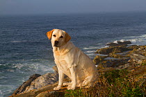 Yellow Labrador Retriever sitting on seashore rocks on a  foggy morning, Pemaquid, Maine, USA