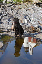 Black Labrador Retriever, female, sitting by tidal pool with reflection of Pemaquid Lighthouse; Pemaquid, Maine, USA, July 2012