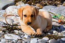 Yellow Labrador Retriever pup lying in seaweed wrack, boat rope, and stones on rocky beach, while chewing on a starfish, Round Pond, Maine, USA