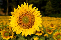 Sunflower in fiels in mid-summer; Pecatonica, Illinois, USA , July