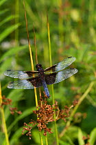 Widow Skimmer (Libellula cyanea), male, perched on reed; North Guilford, Connecticut, USA, July