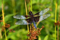 Widow Skimmer (Libellula cyanea), male, perched on reed; North Guilford, Connecticut, USA, July