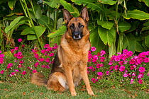 German Shepherd Dog, female, in garden; Illinois, USA. (non-ex)