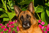 German Shepherd Dog, female head portrait  Illinois, USA