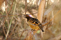Western Bowerbird (Chlamydera guttata) perched in bush near bower, Alice Springs, Central Australia, June