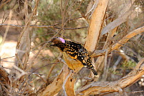 Western Bowerbird (Chlamydera guttata) perched in bush near bower, calling and displaying, Alice Springs, Central Australia, June