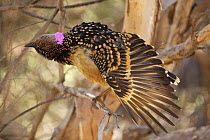 Western Bowerbird (Chlamydera guttata) perched in bush near bower, stretching wing, Alice Springs, Central Australia, June