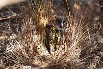 Western Bowerbird (Chlamydera guttata) tending to Bower, Alice Springs, Central Australia, June