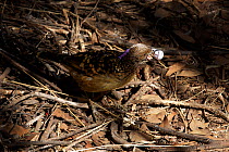 Western Bowerbird (Chlamydera guttata) with a marble in beak at its bower, Alice Springs, Central Australia, June