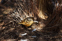 Western Bowerbird (Chlamydera guttata) tending to Bower, Alice Springs, Central Australia, June