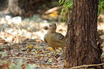 Great Bowerbird (Chlamydera nuchalis) on ground near to bower, Windjana National Park, The Kimberly, Western Australia, July