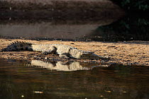Freshwater Crocodile (Crocodylus johnsoni) at waters edge, Windjana Gorge National Park, The Kimberly, Western Australia, July