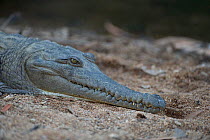 Freshwater Crocodile (Crocodylus johnsoni) basking on river bank, Windjana Gorge National Park, The Kimberly, Western Australia, July