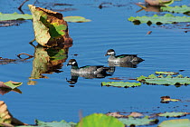 Green Pygmy Goose (Nettapus pulchellus) pair in swimming between lily pads, Kakadu National Park, Northern Territory, Australia, July
