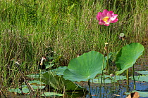 Comb Crested Jacana (Irediparra gallinacea) feeding in among the lotus flowers with a chick. Kakadu National Park, Northern Territory, Australia, July