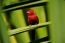 Crimson Finch (Neochmia phaeton) male in Pandanus scrub, Kununurra, Western Australia, June