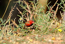 Crimson Finch (Neochmia phaeton) male feeding on seeds at trackside, Kununurra, Western Australia, June