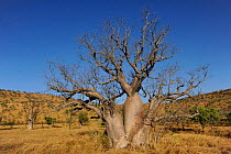 Gourd / Boab Tree (Adansonia gregorii) endemic to Australia in the Kimberly Region, Western Australia and East into the Northern Territory