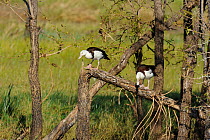 Radjah Shelduck (Tadorna radjah) pair perched on a fallen branch above Marlgu Billabong, near Wyndham, Western Australia, June