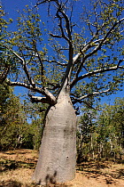 Gourd / Boab Tree (Adansonia gregorii) endemic to the Kimberly Region in Western Australia and East into the Northen Territory, Australia