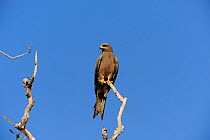 Black Kite (Milvus migrans) on lookout, Mornington National Park, Kimberly Region, Western Australia, June