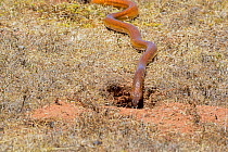Cape Cobra (Naja nivea) male burrow hunting for Caper gerbil. DeHoop Nature reserve, Western Cape, South Africa, December