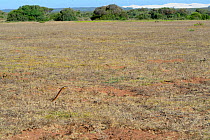 Cape Cobra (Naja nivea) wide angle of male hunting in Cape gerbil burrow warren. DeHoop Nature Reserve, Western Cape, South Africa, December
