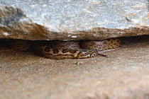 Spotted house or rock Snake (Inyoka / Lamprophis guttatus) adult lying in rock crevice. Volmoed, Little Karoo, Western Cape, South Africa, January
