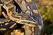 African Rock Python (Python natalensis) young male, Shongweni, KwazuluNatal, South Africa, January