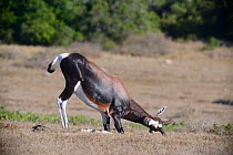 Bontebok (Damaliscus pygragus dorcas) ram rubbing head and horns on ground - pre-courtship ritual. DeHoop nature reserve, Western Cape, South Africa, January