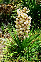 Yucca (Yucca filamentosa) invasive plant, Little Karoo, Western Cape, South Africa, January