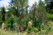 Yucca (Yucca filamentosa) invasive to South Africa. growing waterside, Little Karoo, Western Cape, South Africa, January
