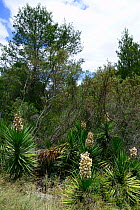 Yucca (Yucca filamentosa) invasive to South Africa. growing waterside, Little Karoo, Western Cape, South Africa, January