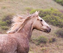 Wild horse / mustang called Mica, rounded up from Adobe Town Herd Management Area in Wyoming and adopted by photographer Carol Walker. Running in pasture, Colorado, USA.