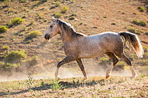 Wild horse / mustang called Mica, rounded up from Adobe Town Herd Management Area in Wyoming and adopted by photographer Carol Walker. Walking in pasture, Colorado, USA.
