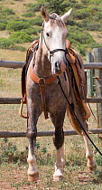 Wild horse / mustang called Mica, rounded up from Adobe Town Herd Management Area in Wyoming and adopted by photographer Carol Walker. Wearing a saddle for the first time, Colorado, USA.
