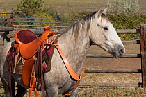 Wild horse / mustang called Mica, rounded up from Adobe Town Herd Management Area in Wyoming and adopted by photographer Carol Walker. Saddled and preparing to be ridden for the first time, Colorado,...