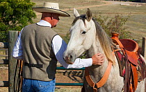 Wild horse / mustang called Mica, rounded up from Adobe Town Herd Management Area in Wyoming and adopted by photographer Carol Walker. With trainer Rich Scott, saddled and preparing to be ridden for t...