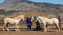 Photographer Carol Walker with her adopted wild horses / mustangs Claro, Cremosso and Mica, rounded up from the McCullough Peak herd and Adobe Town Herd in Wyoming. Resting in their corral, Colorado,...