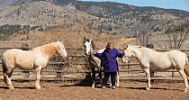 Photographer Carol Walker with her adopted wild horses / mustangs Claro, Cremosso and Mica, rounded up from the McCullough Peak herd and Adobe Town Herd in Wyoming. Resting in their corral, Colorado,...