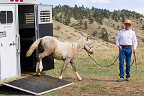 Wild horse / mustang called Mica, rounded up from Adobe Town Herd Management Area in Wyoming and adopted by photographer Carol Walker. Being led out of his trailer by trainer Rich Scott, arriving at C...