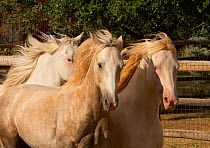 Claro, Cremosso and Mica, three wild horses / mustangs rounded up from the McCullough Peak herd and Adobe Town Herd in Wyoming, adopted by photographer Carol Walker. Running in their corral, Colorado,...