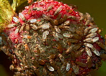 Fruit flies (Drosophila melanogaster) on rotting strawberry, England, UK, August